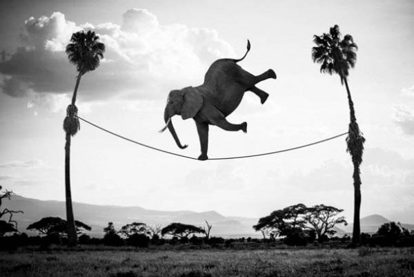 Hakuna Matata, the Funny Life of Animals in Africa