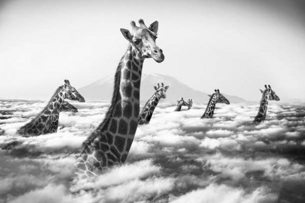 Surreal Scenes of African Animals Playfully Living Life