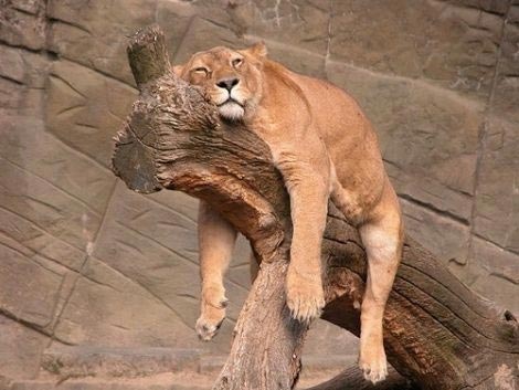 Funny Photos of Tired Animals