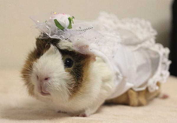 Glamorous Guinea Pigs