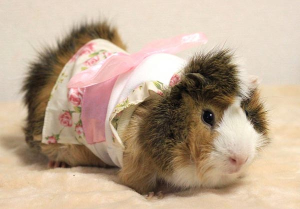 Glamorous Guinea Pigs