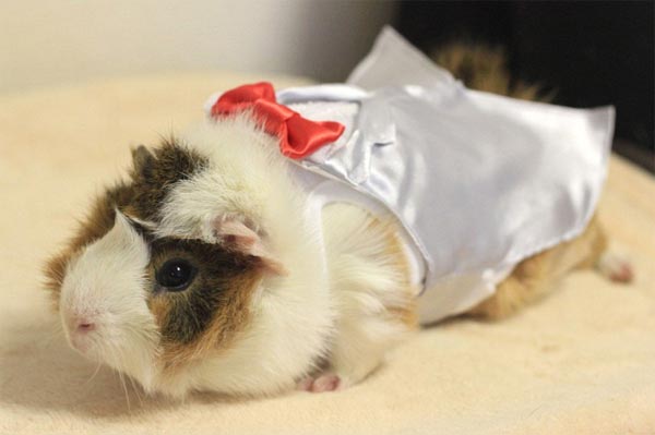 Glamorous Guinea Pigs