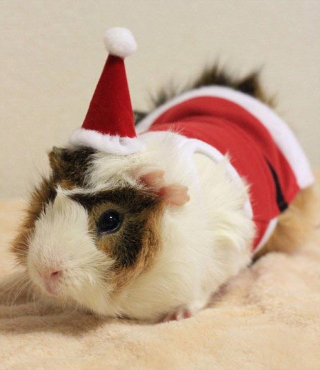 Glamorous Guinea Pigs