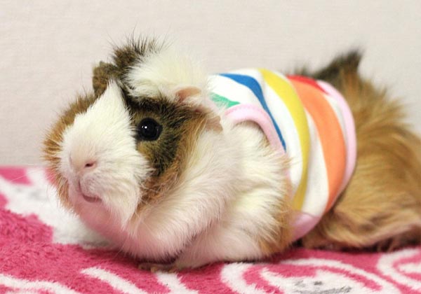 Glamorous Guinea Pigs