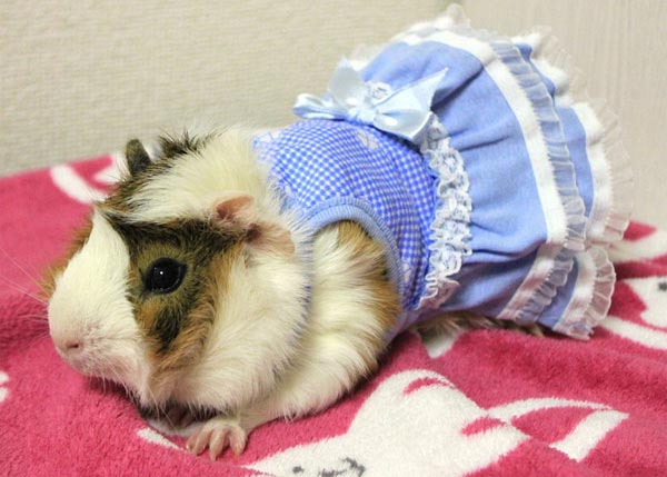 Glamorous Guinea Pigs