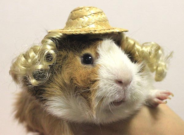 Glamorous Guinea Pigs