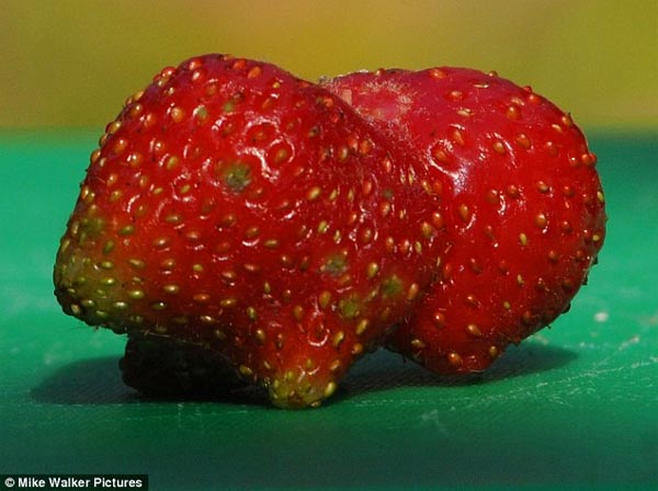 Guinea Pig Shaped Strawberry