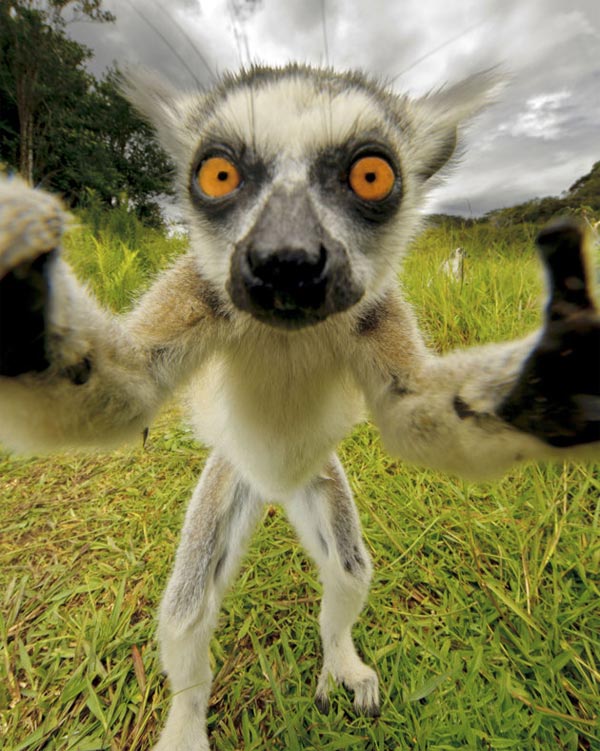 Limelight-Loving Lemur