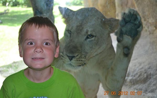 Close Encounter with a Lioness