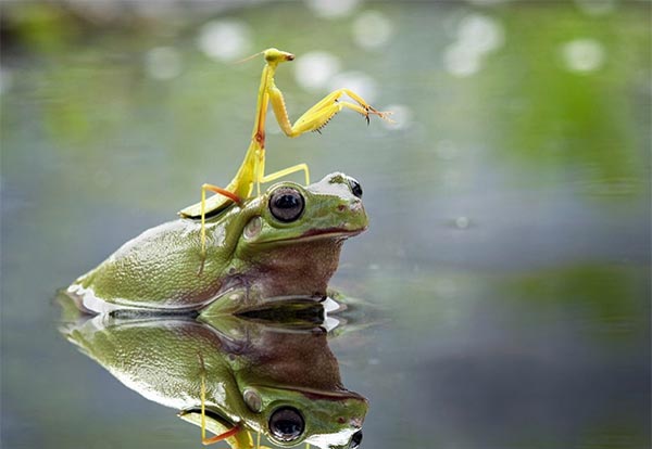 Praying Mantis Riding Frog To Cross The Pond