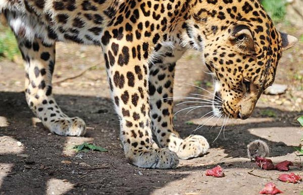 Mouse Stealing Leopard's Food