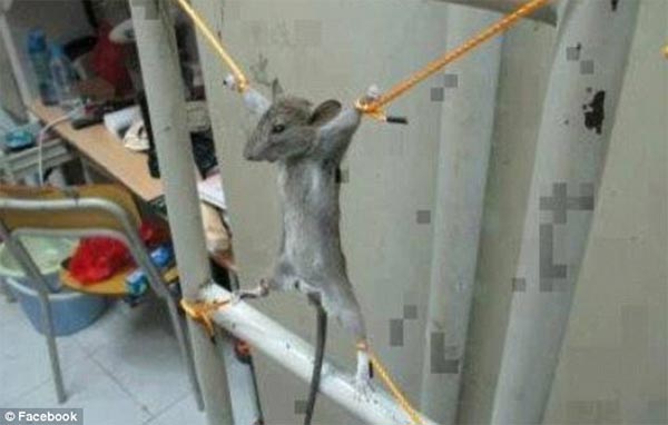 Man Tortured Mouse