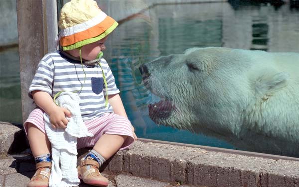 Polar Bear Encounter