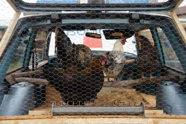 Chicken Coop in Police Car