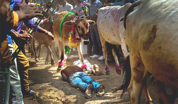 Bizarre Indian Govardhan Puja Festival