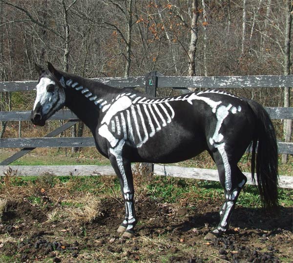 Skeleton Horse