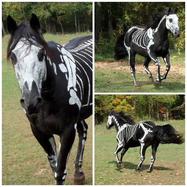 Halloween Skeleton Horse