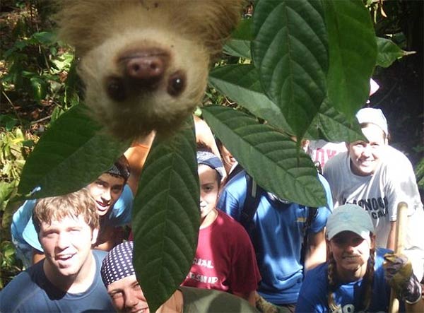 Sloth Photobomb