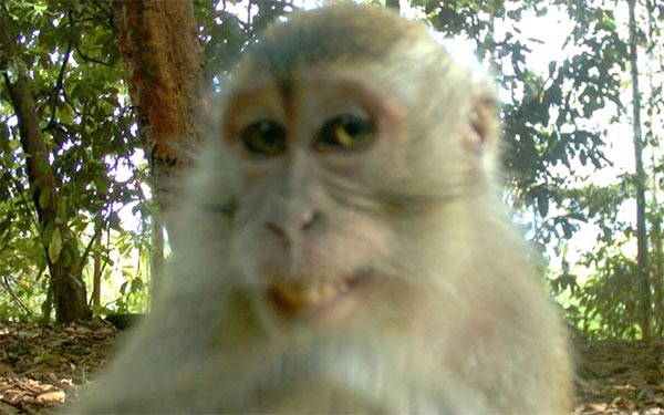 Smiling Monkey Captured on Hidden Camera