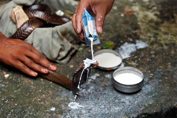 Snake Bathing with Milk