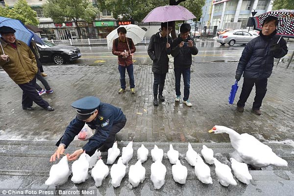 Security Guard in China Creates Snow Birds