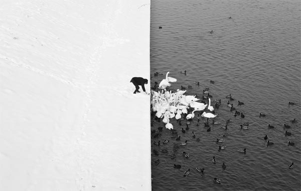 A Man Feeding Swans in the Snow