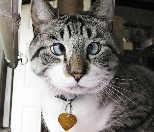 Spangles - The Cross-Eyed Cat