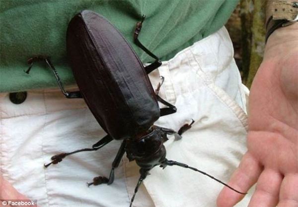 World's Biggest Beetle