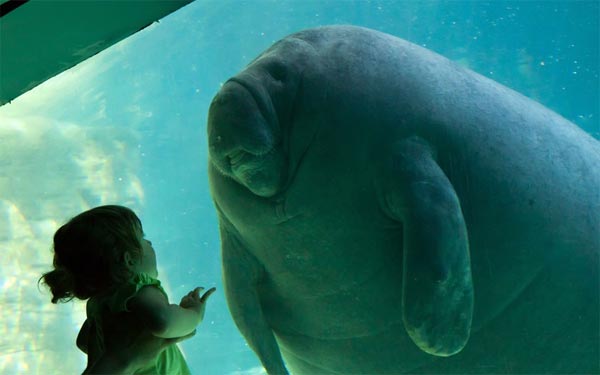 A toddler gazes in wonder at a manatee at Seaworld, in Orlando, Florida.