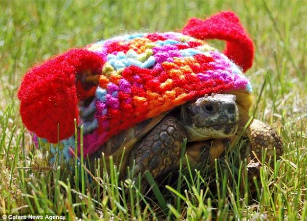 Woolen Outfits For Tortoise