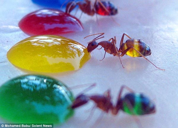 Translucent Ants Photographed Eating Colored Liquids