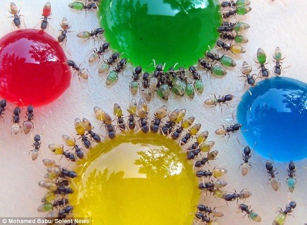 Translucent Ants Photographed Eating Colored Liquids