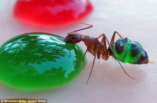 Translucent Ants Photographed Eating Colored Liquids