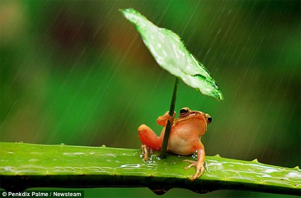 Tiny Frog Shelters Under Leaf Umbrella