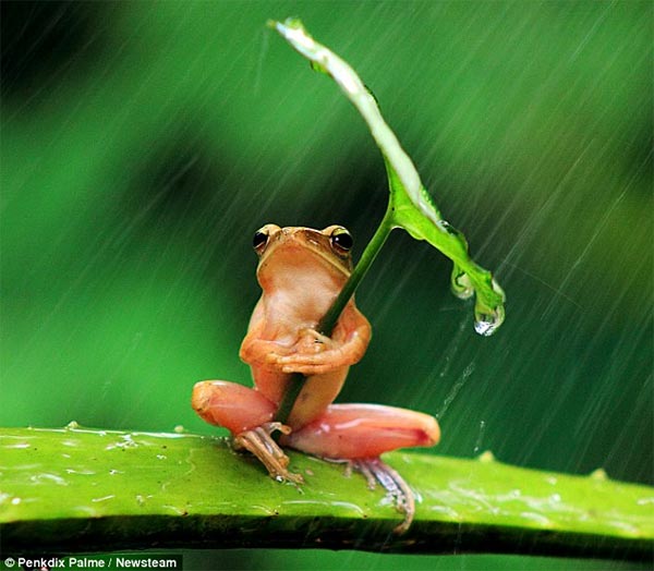 Tiny Frog Shelters Under Leaf Umbrella
