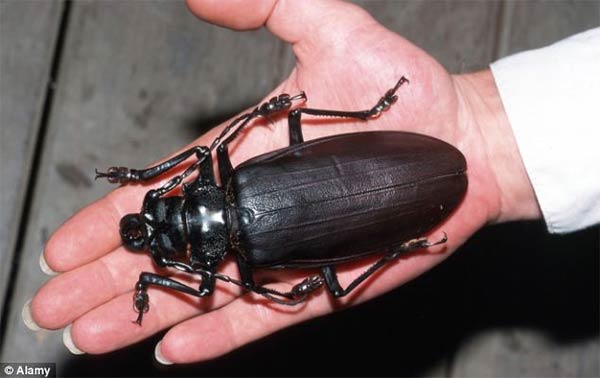 World's Biggest Beetle