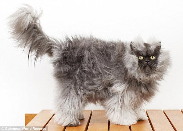 World's Longest Fur Cat