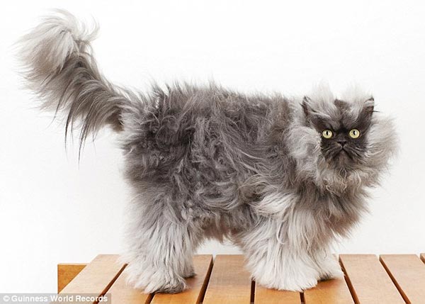 World's Longest Fur Cat