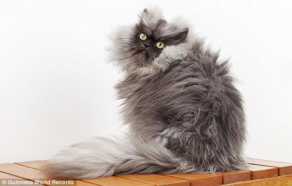 World's Longest Fur Cat