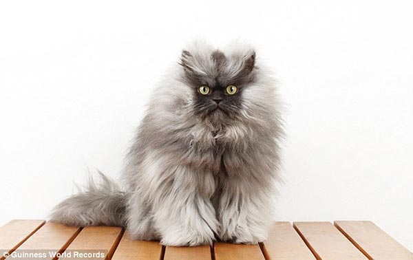 World's Longest Fur Cat