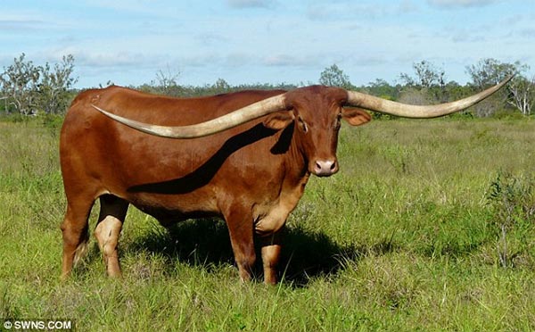 World's Longest Horns