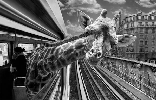 Animals in Paris Metro