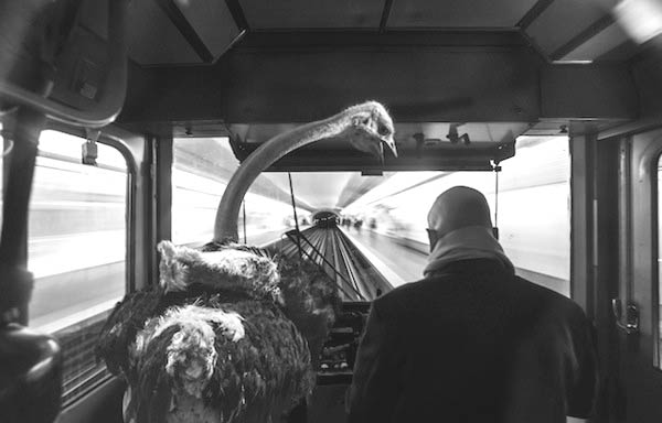 Animetro: Photo Series of Animals in Paris Metro