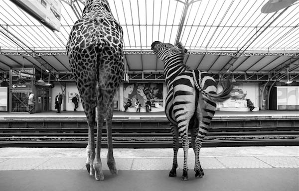 If Savanna Animals Took the Subway