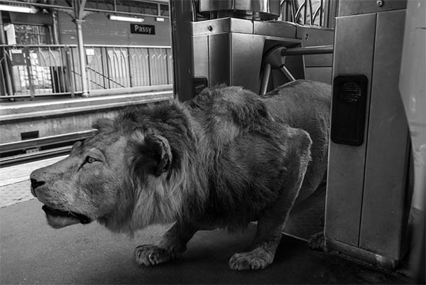 Animals in Paris Metro