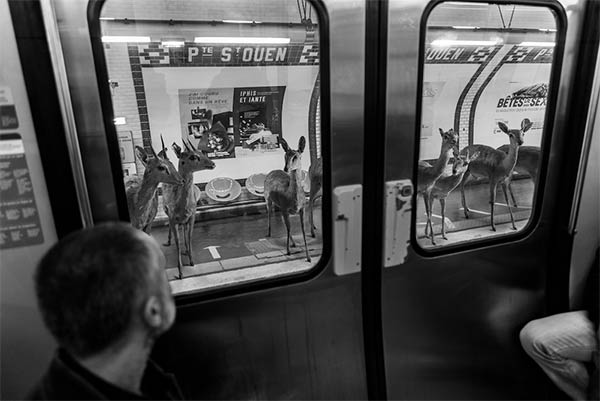 Animals in Paris Metro