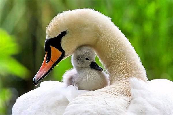 Beautiful Animals Mother's Photos