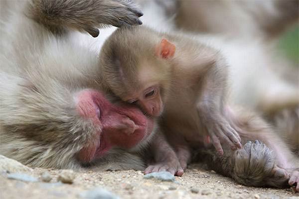 Beautiful Animals Mother's Photos