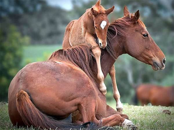Beautiful Animals Mother's Photos