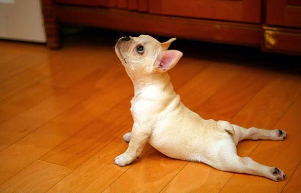 Animals Doing Yoga